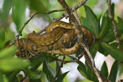 Corallus ruschenbergerii