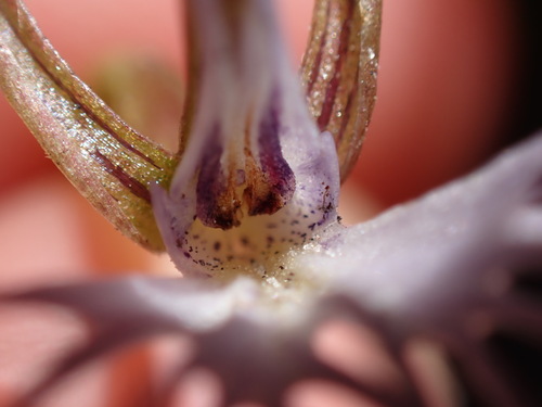 Image of Holothrix etheliae by (c) Ren Hoekstra, some rights reserved (CC BY)