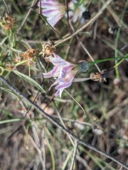 Malacothrix saxatilis
