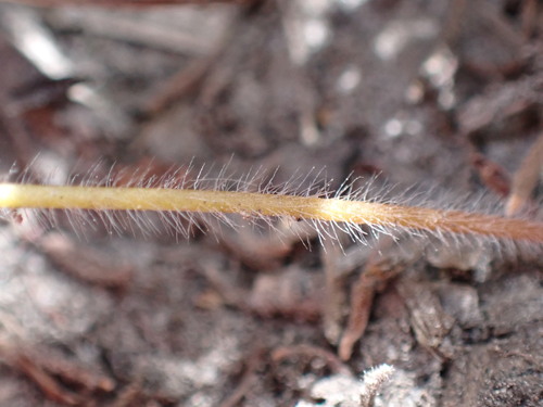 Image of Holothrix etheliae by (c) Ren Hoekstra, some rights reserved (CC BY)