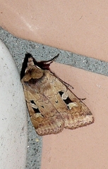Diarsia mendica
