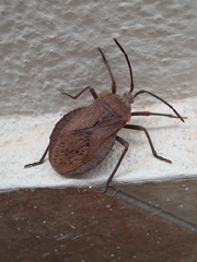 Spartocera