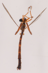 Leptogaster
