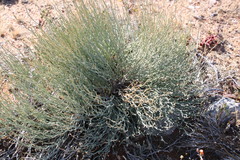 Hermbstaedtia glauca