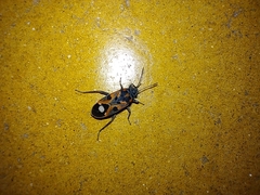 Lygaeus alboornatus