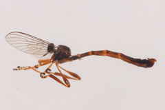 Leptogaster