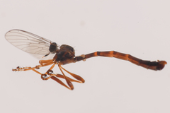 Leptogaster