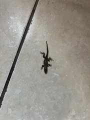 Uta stansburiana