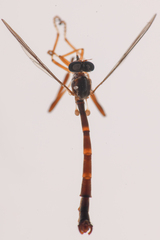 Leptogaster