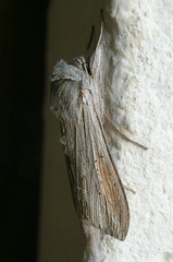 Cucullia umbratica