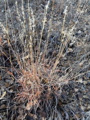 Bouteloua curtipendula
