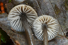 Mycena quiniaultensis