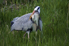 Ardea cinerea