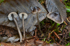 Mycena quiniaultensis