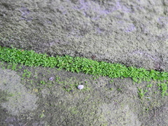 Tortula muralis muralis