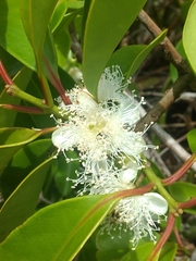 Psidium cattleyanum