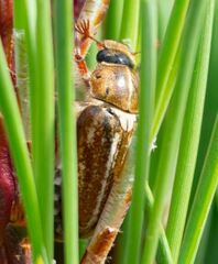 Anoxia australis