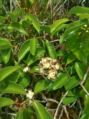 Psidium cattleyanum