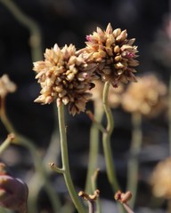 Hermbstaedtia glauca