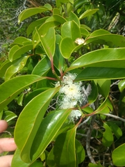 Psidium cattleyanum