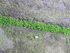 Tortula muralis muralis