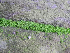 Tortula muralis muralis