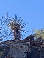 Yucca