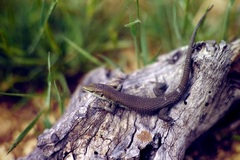 Algyroides moreoticus