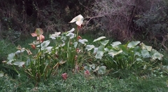 Sagittaria montevidensis