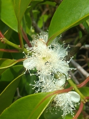 Psidium cattleyanum