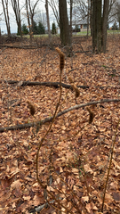 Agastache nepetoides