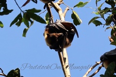 Pteropus conspicillatus