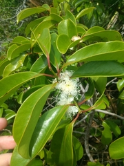 Psidium cattleyanum
