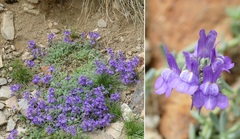 Linaria alpina