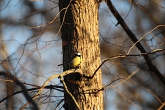 Parus major