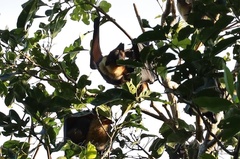 Pteropus conspicillatus