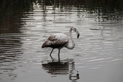 Phoenicopterus roseus