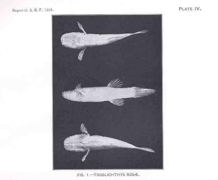 Ozark Cavefishes