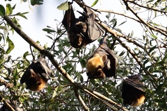 Pteropus conspicillatus