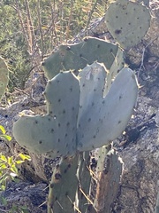 Opuntia orbiculata