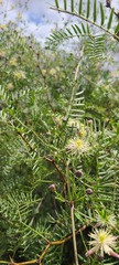 Clematis drummondii