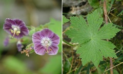 Geranium phaeum
