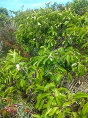 Psidium cattleyanum