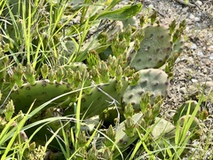 Opuntia humifusa
