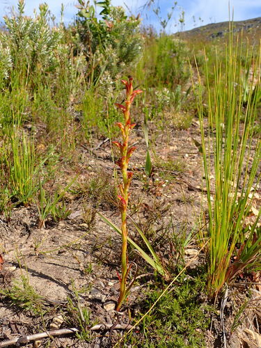 Image of Disa reticulata by (c) Ren Hoekstra, some rights reserved (CC BY)