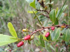 Erythroxylum campestre