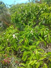 Psidium cattleyanum