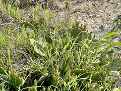 Opuntia humifusa