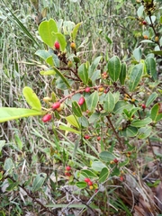 Erythroxylum campestre