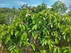 Psidium cattleyanum